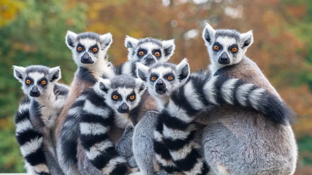Inspiring Vacations - Lemurs Madagascar