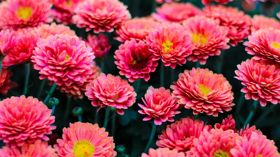 Melbourne flower show pink flowers Icee dc q8 I3 Jeph4u U unsplash