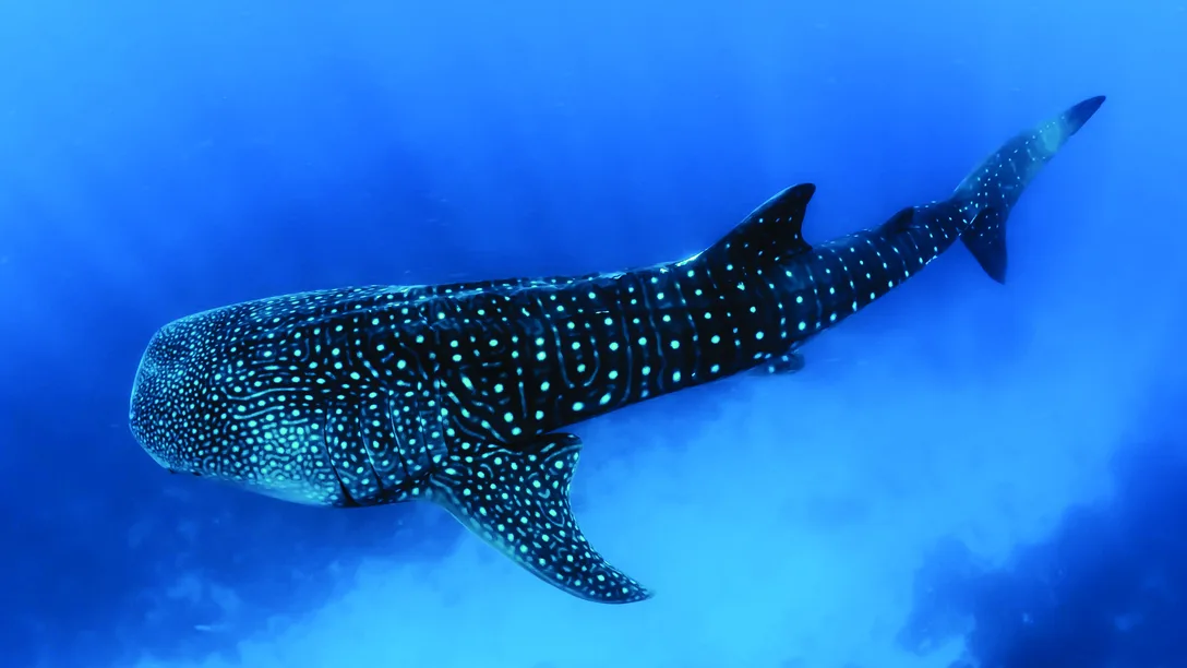 General whaleshark