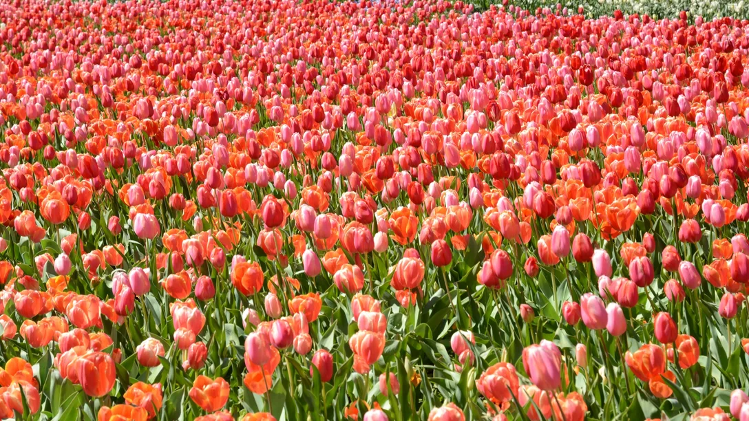 Canberra Floriade - Bernie pinnola C5l I H Eu H Lc unsplash