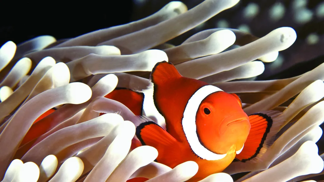 Australia Clown fish in Anemone Great Barrier Reef dreamstime