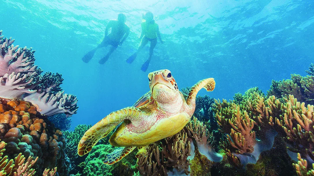 Turtle Great Barrier Reef Snorkelling B