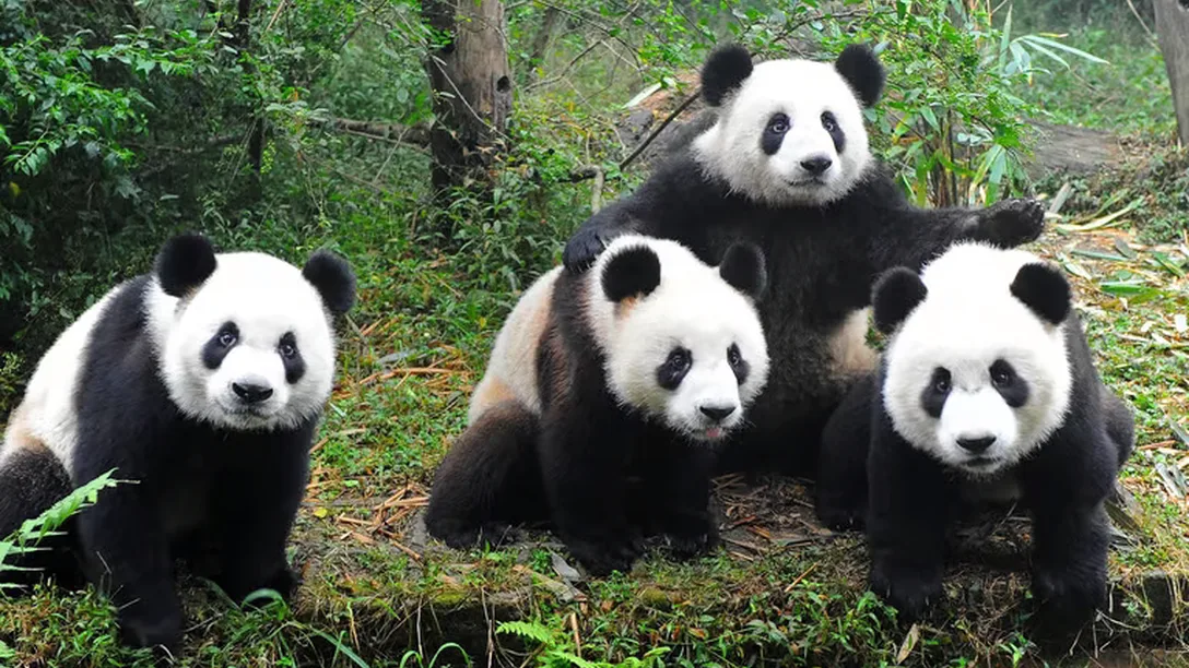 On The Go Great Wall Giant Pandas