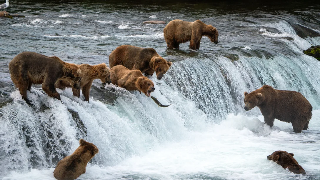 Adobe Stock 1034462493 Alaska