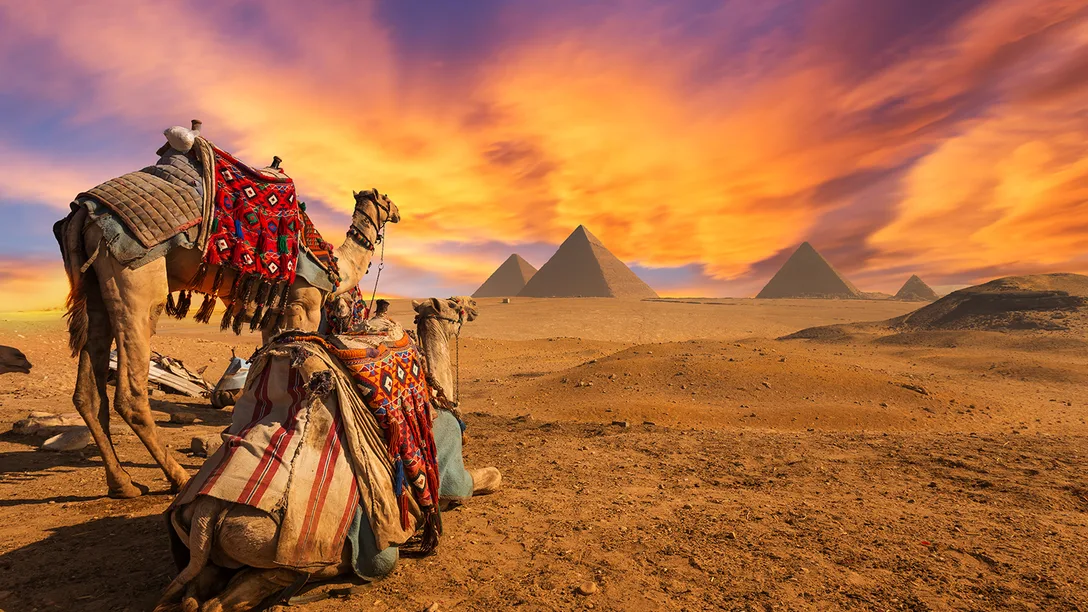 Egypt Camels Gallery
