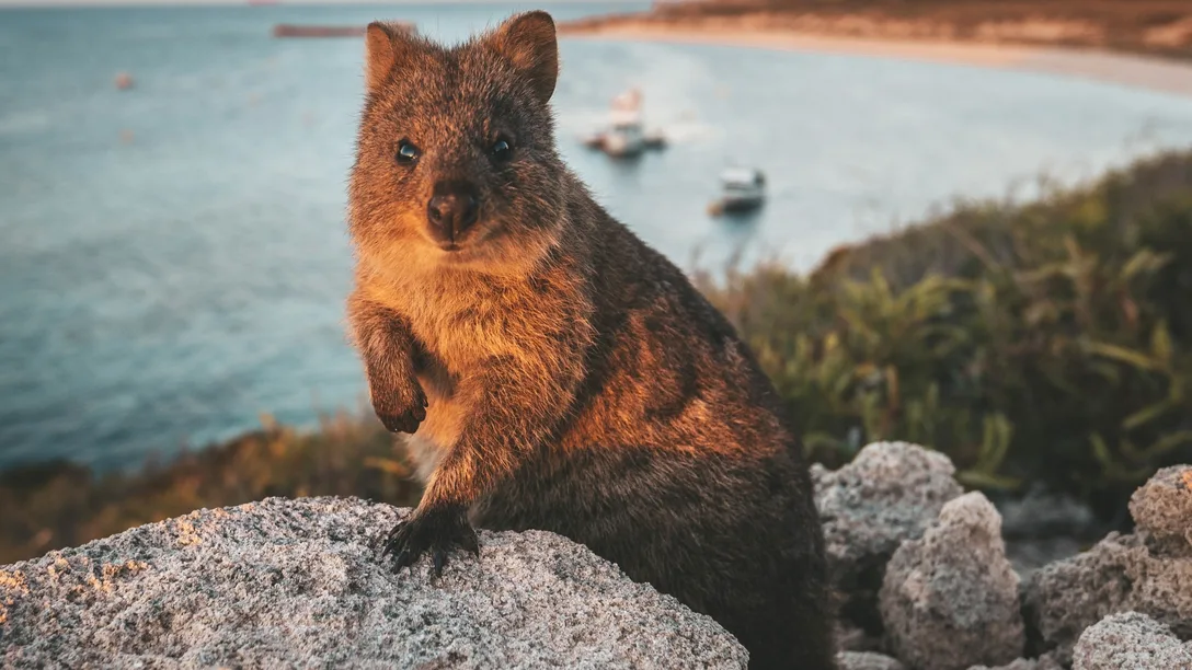 Outback Spirit Margaret River Rottnest Island Explorer