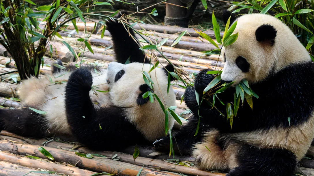 Wendy Wu China by Rail Japan by Sea