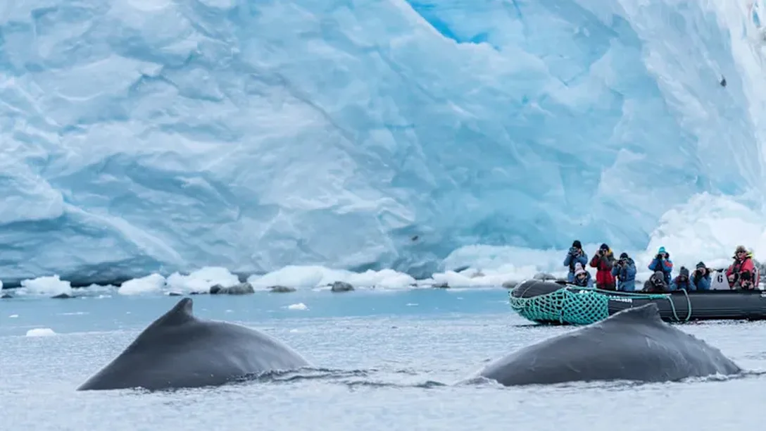 Antarctica Paradise Bay Humpback Whales HX 30821 Photo Chelsea Claus