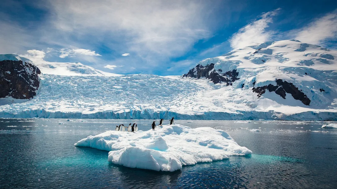 Wildlife Antarctica HGR 153303 Photo Getty Images