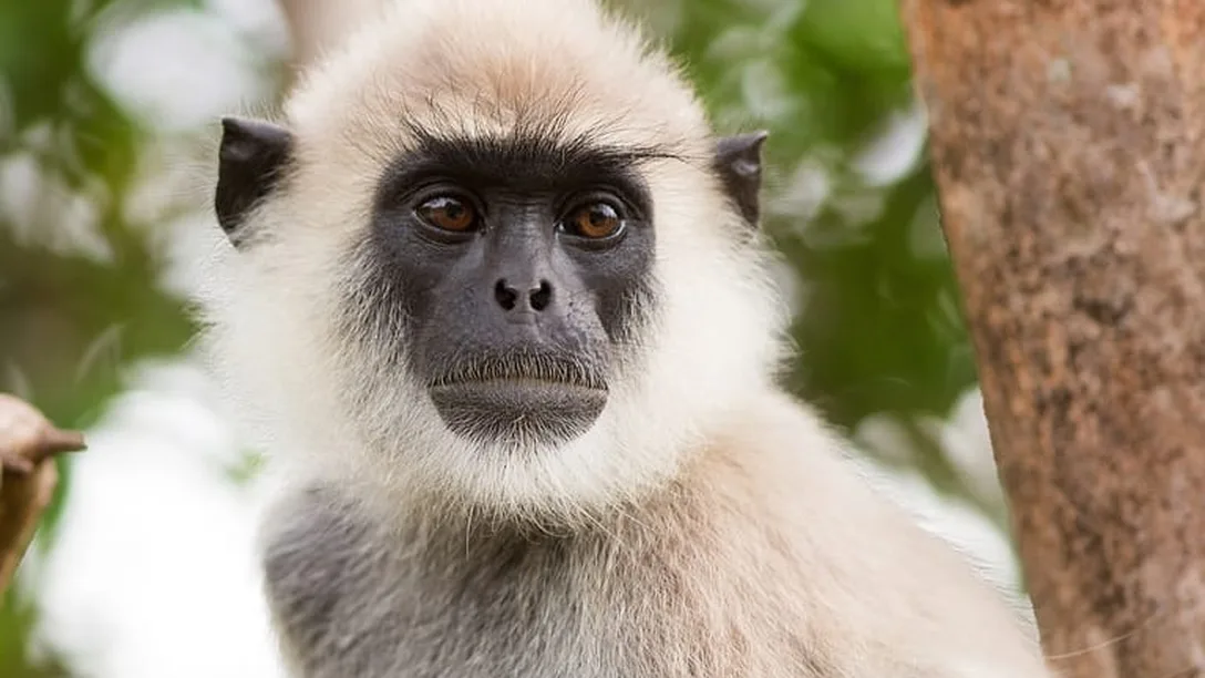 Udawalawe National Park Sri Lanka Tours On The Go Tours 286371455553253