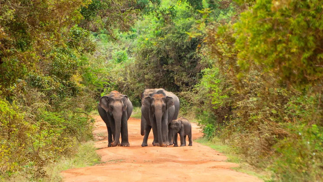 Yala Safari Sri Lanka Adobe Stock 249085829