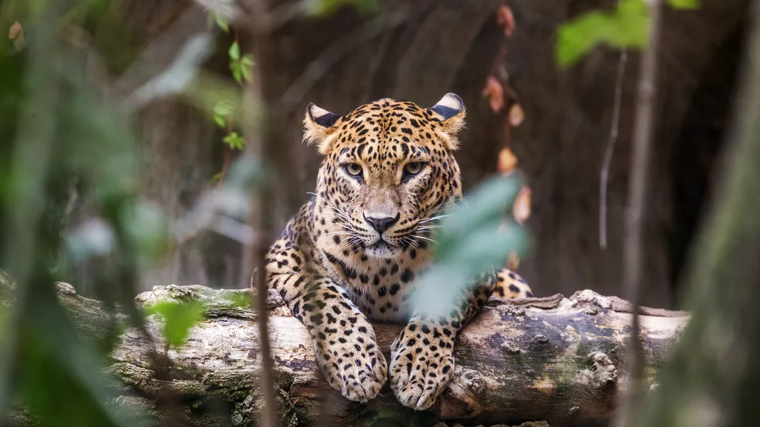 Leopard Sri Lanka Adobe Stock 123210956