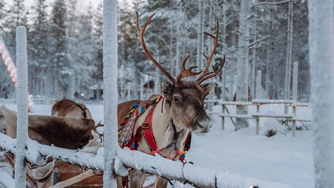 Finland Rovaniemi Reindeer