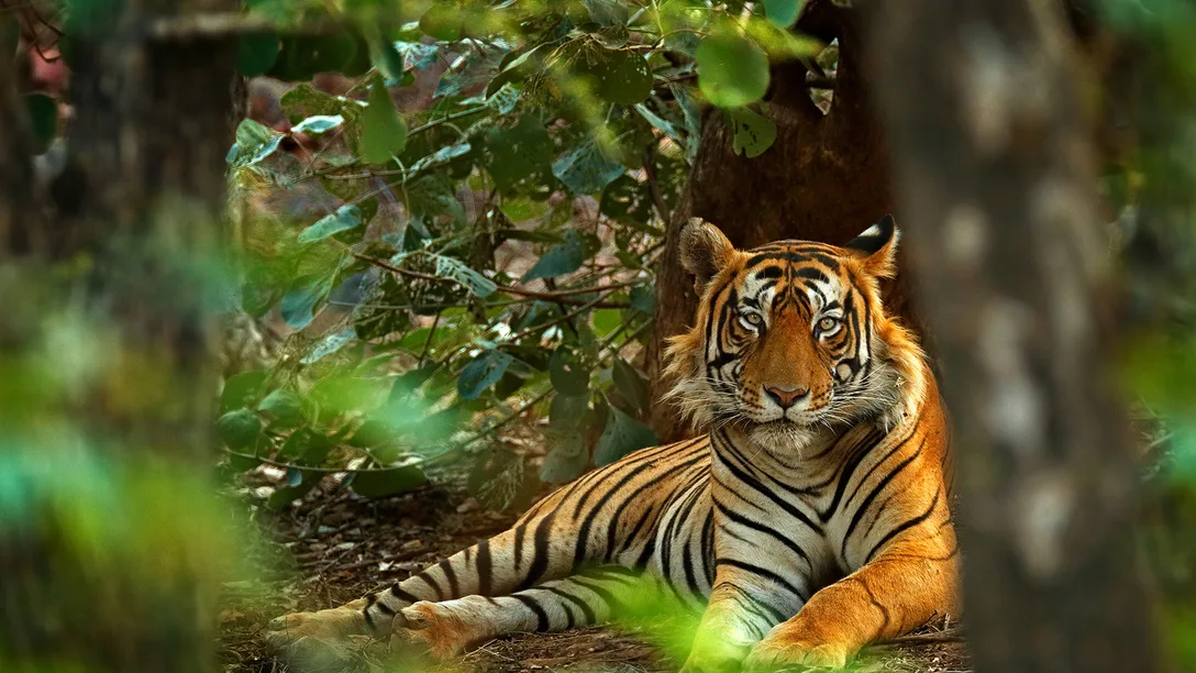 10 Ranthambore Itin Image 1000 x 751px