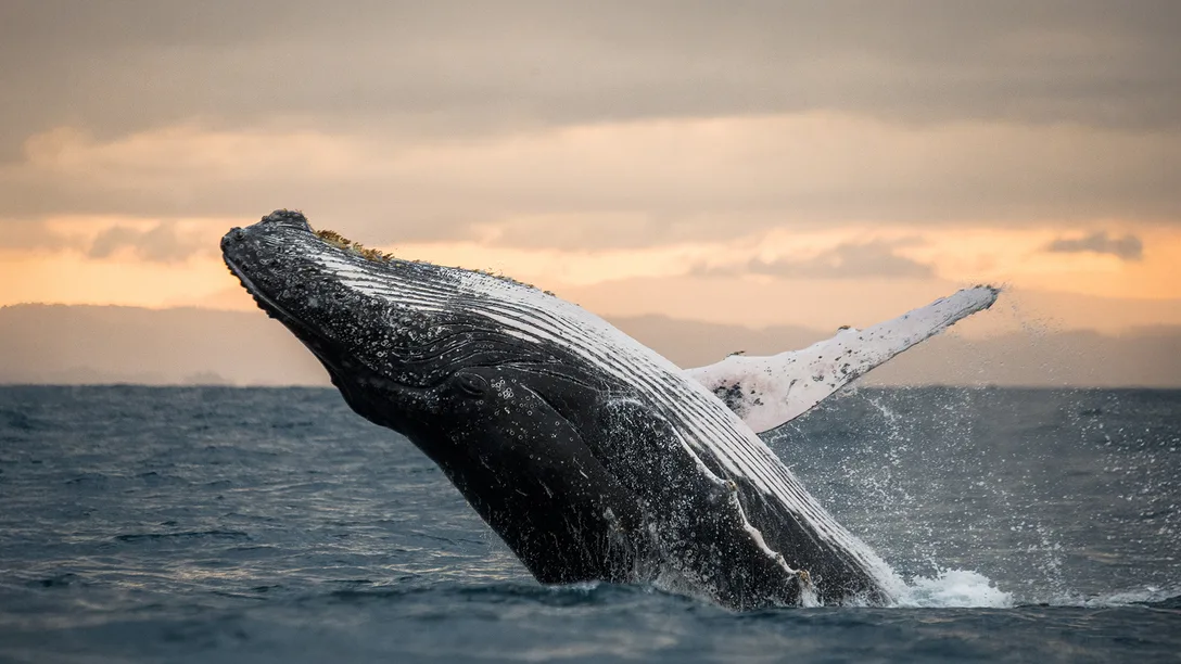 10 Napier Itin Image 1000 x 751px