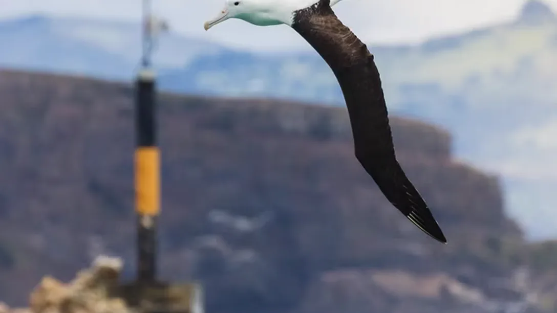 A nz monarch wildlife cruises albatross 1aa supplied