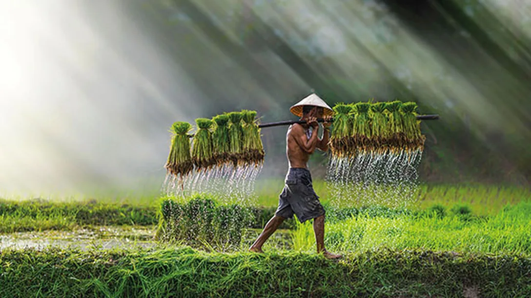 Vietnamese farmer ss 1127931986 585x442
