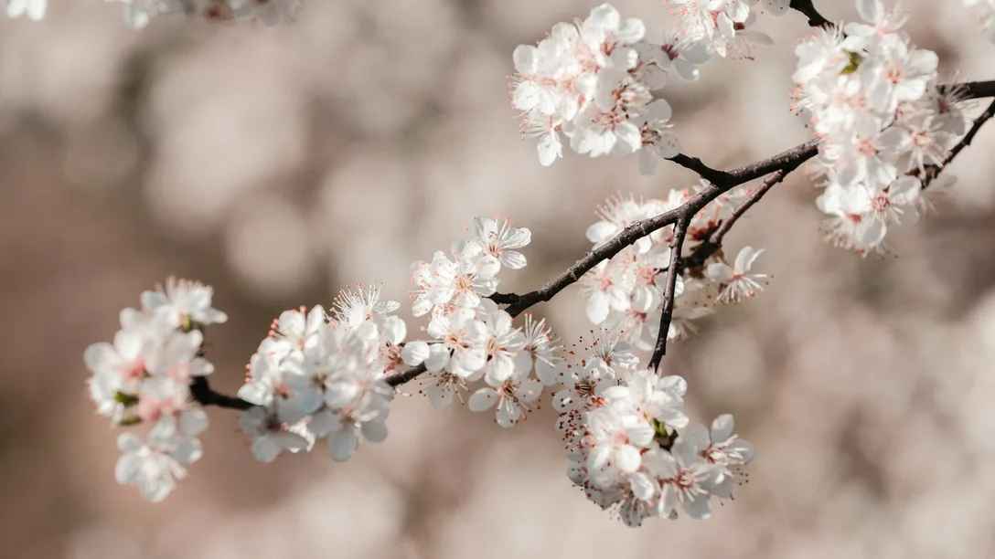 Unsplash Plum Blossom Japan - Eugene zhyvchik U Tcj1 RK Zsxo