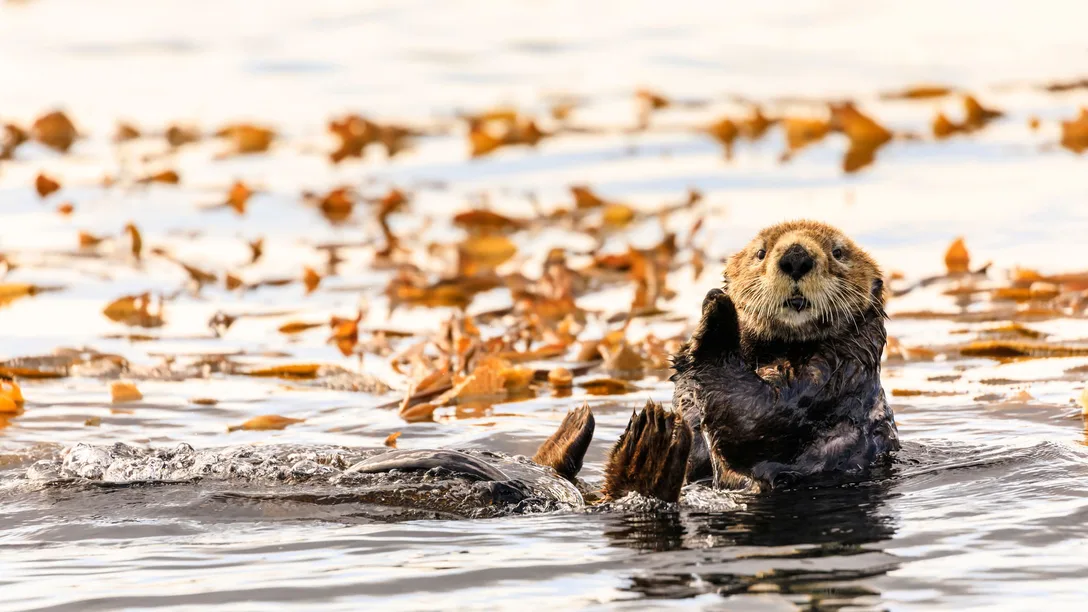 Viking Sea Otter Floating Seaweed Sitka Sound Alaska 2048x2048