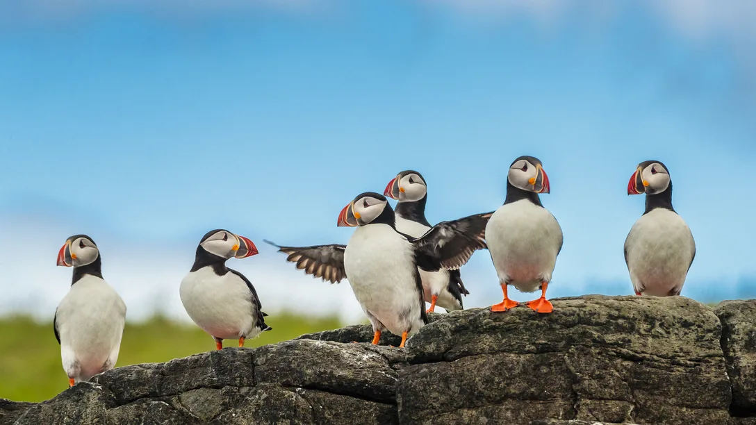 Iceland Westfjords Puffins Expedition to Iceland East Greenland