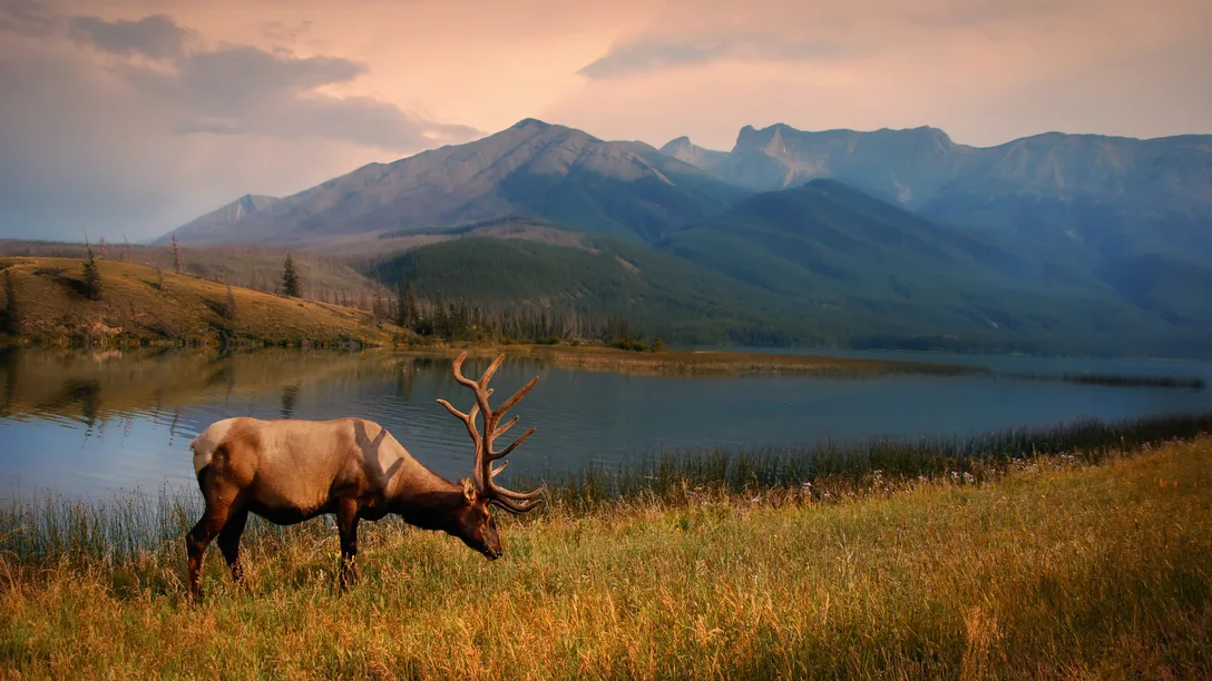 Canada Alberta Jasper National Park Expedition to Alaska Canadian Rockies 1