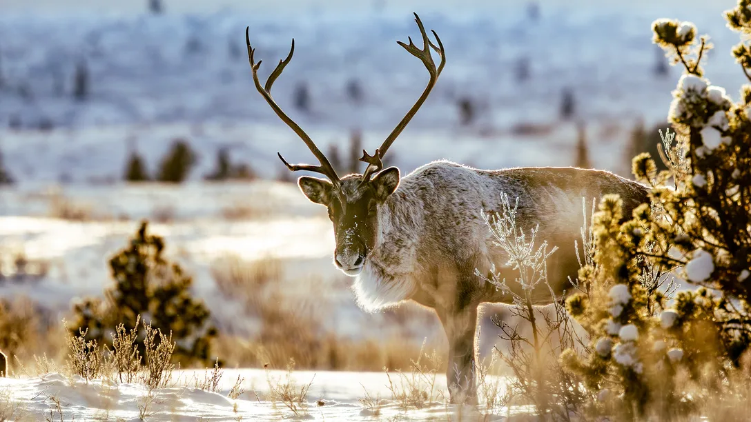 Caribou Yukon Canada