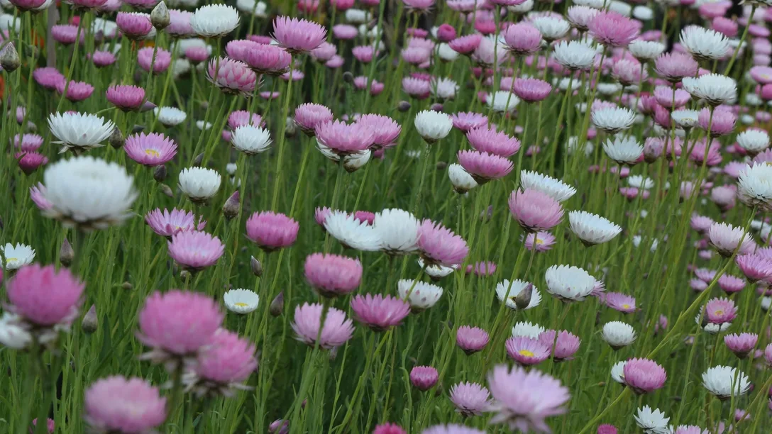 Unsplash paper daisies Aus native flowers - Andrew rate FSYOG1b6m