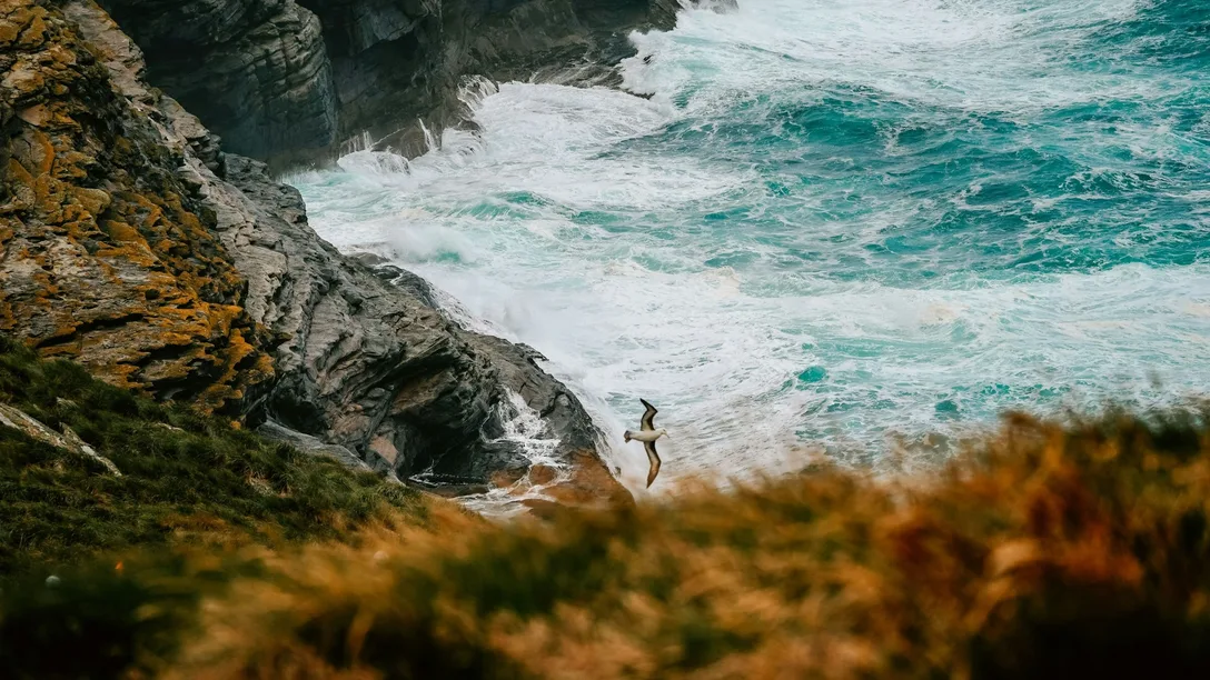 Unsplash Albatross Falkland Islands Rod long y LO Ku W Pw Xj Q