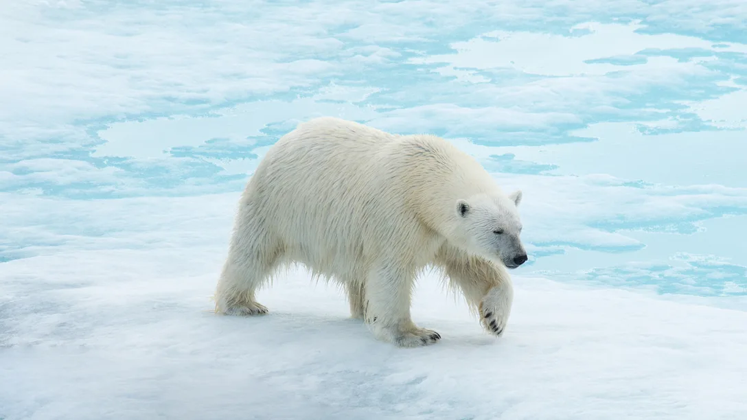 Aurora Expeditions Polar Bear Spitsbergen Al Bakker 1 1296