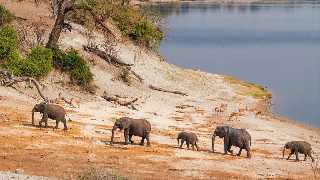 Chobe 1024x769