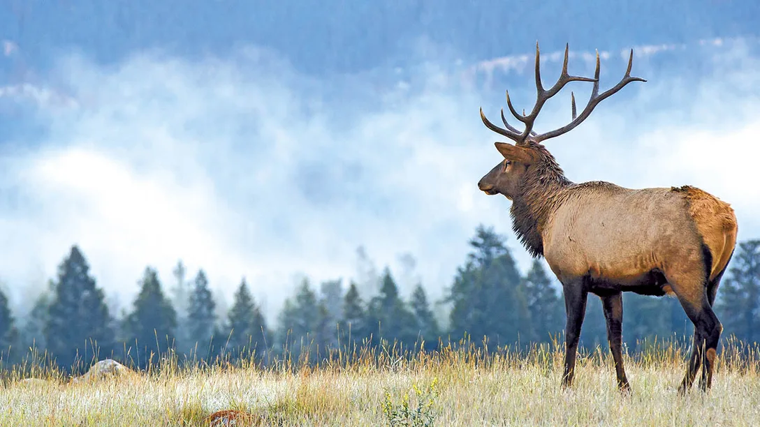 Elk Rockies 1920x800