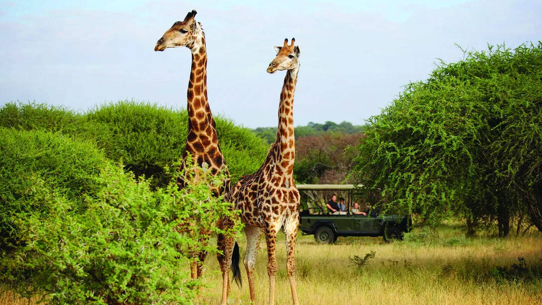 Camp jabulani game drive 02