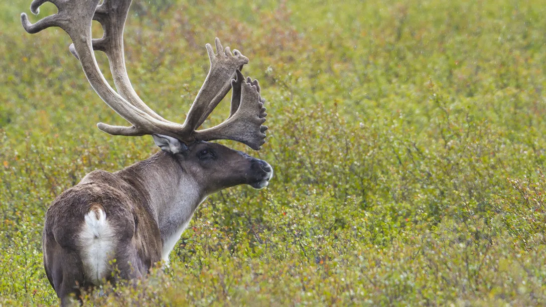 EPRA Caribou Denali