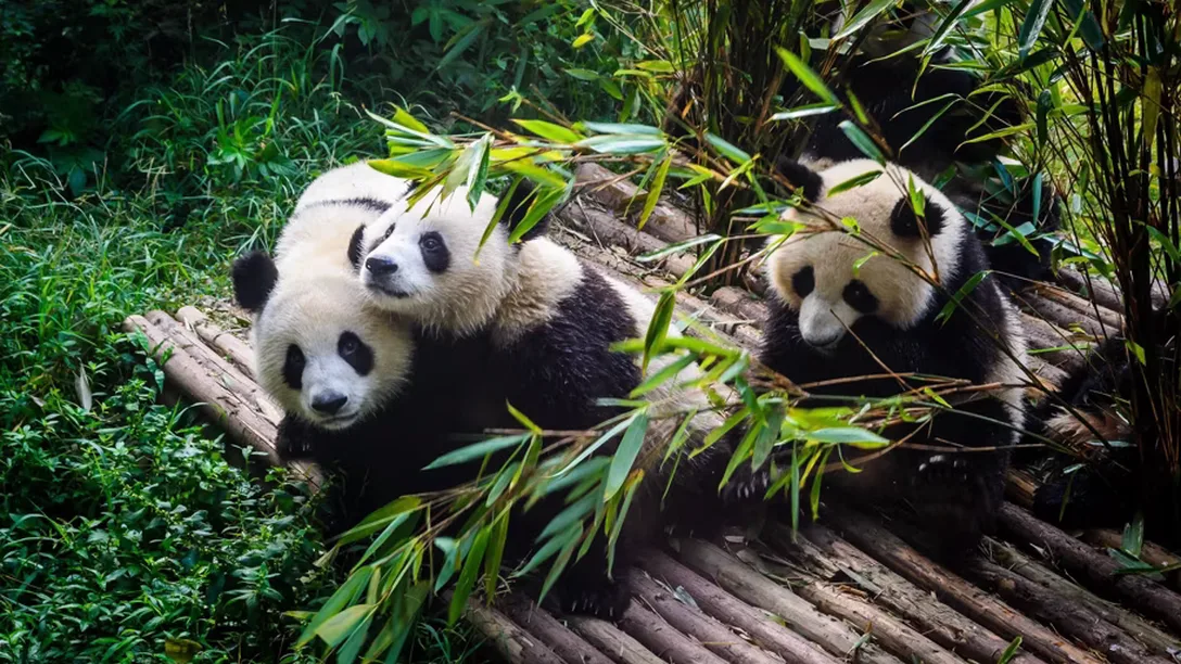 C as china chengdu research base panda 157447510 as