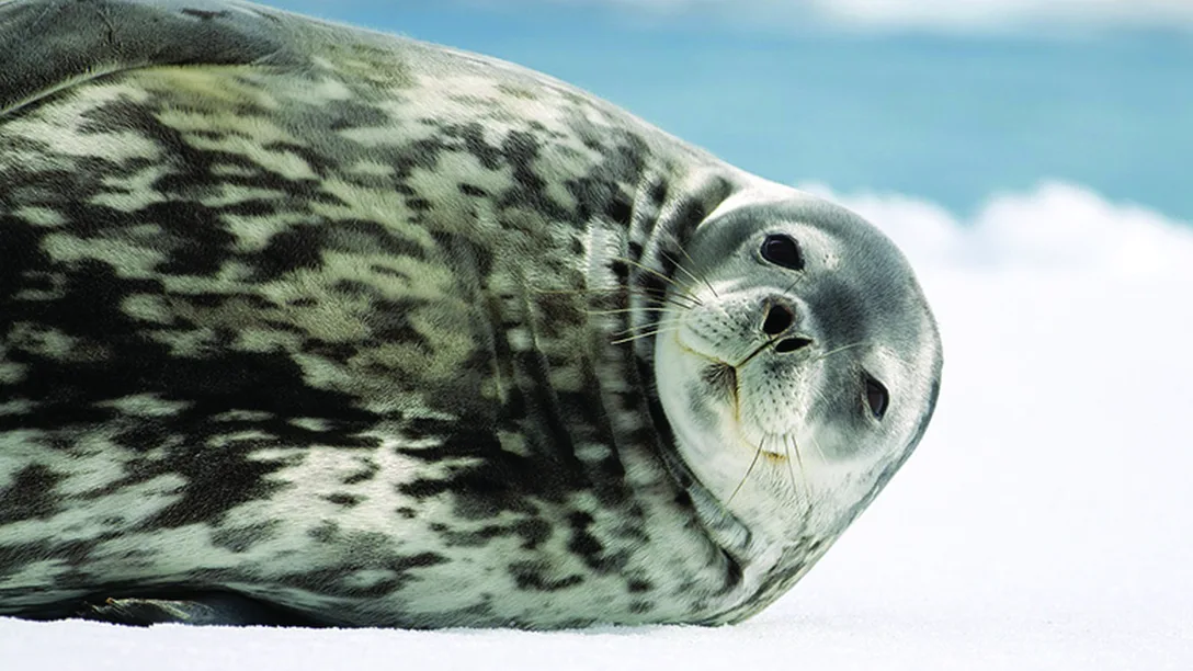 South America Antarctica Weddell Seal APT 140914750 L s LLR