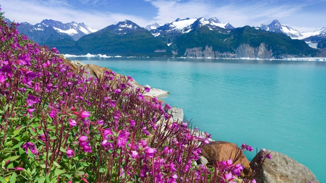 25670 alaska glacier bay flowers alamy rm 3840 16x9