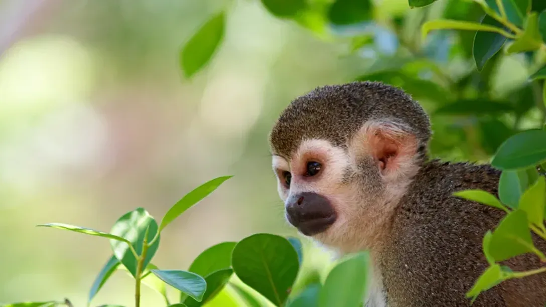 Inspiring Vacations 19 Day Inspiring South America Small Group Tour