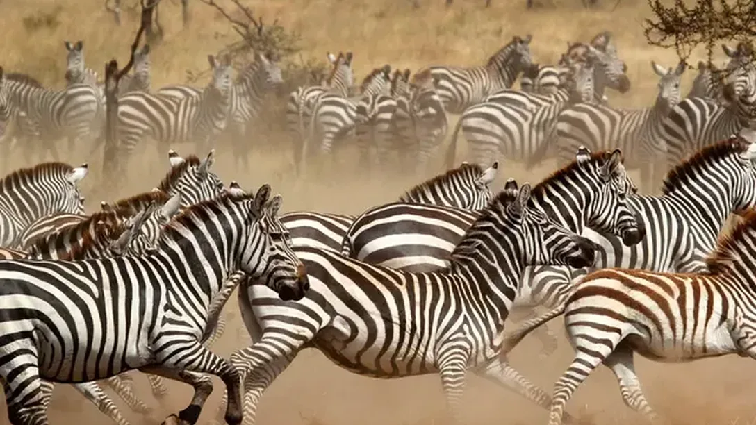 Intrepid tanzania serengeti np zebra herd running big