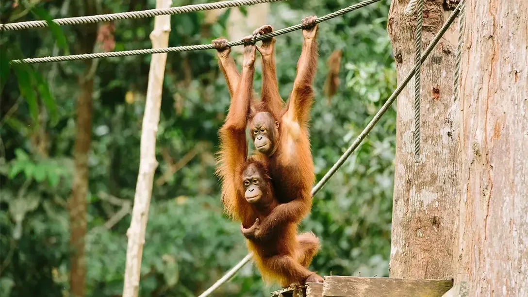 Intrepid borneo orangutan sanctuary