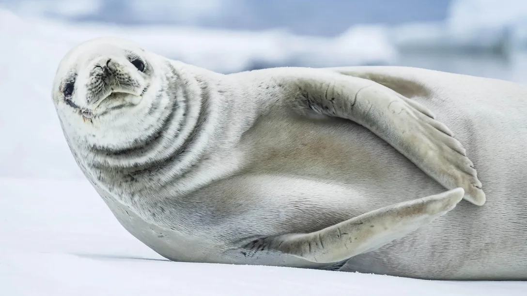 Lindblad Antarctica Seal