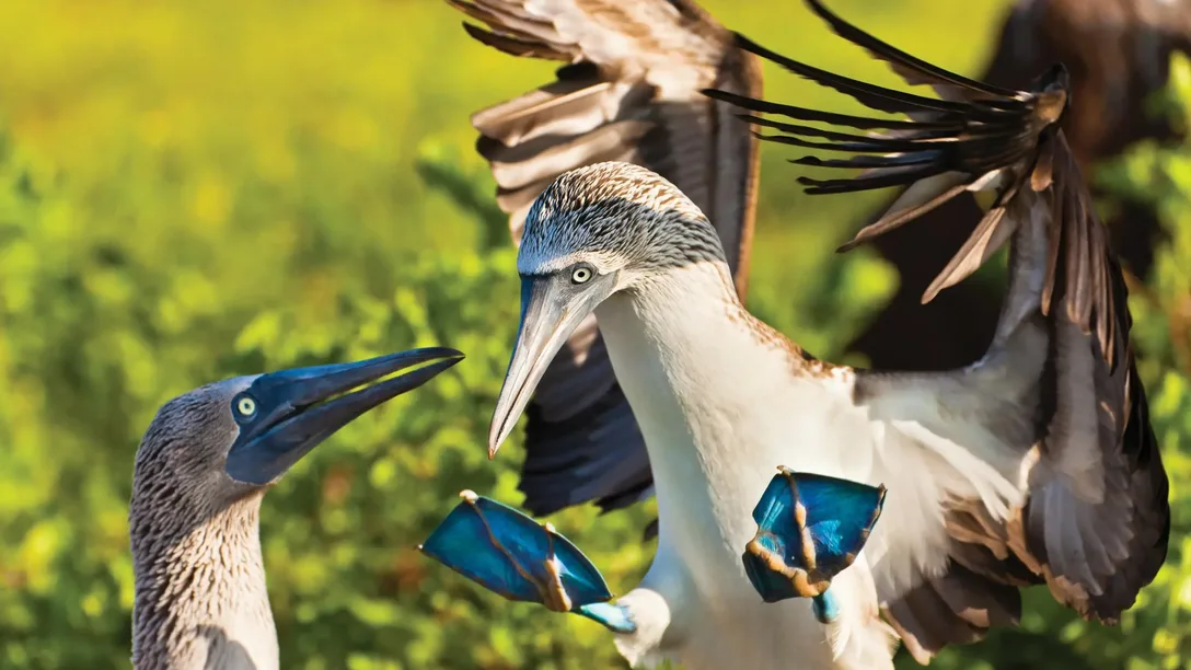 Lindblad Ecuador Galapagos GL448
