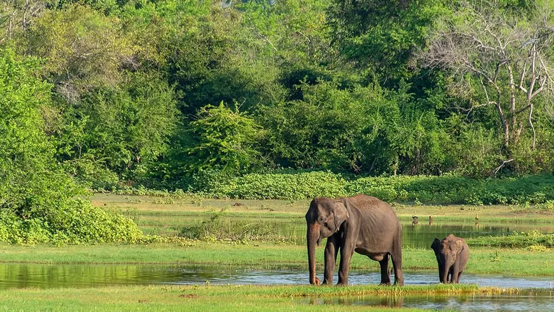 Sri lanka udawalawe mother and baby elephant