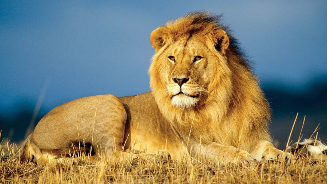 Male-Lion-Africa-view-experience-local