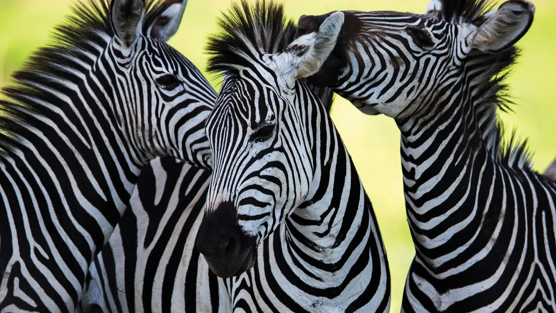 Zebras-Africa-view-experience-native-scenery-animal-native