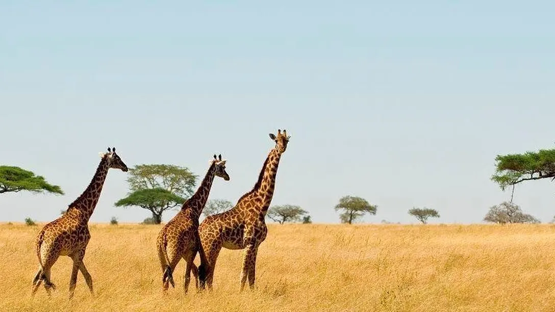 Giraffe-Africa-experience-animal-view-culture-native-photography