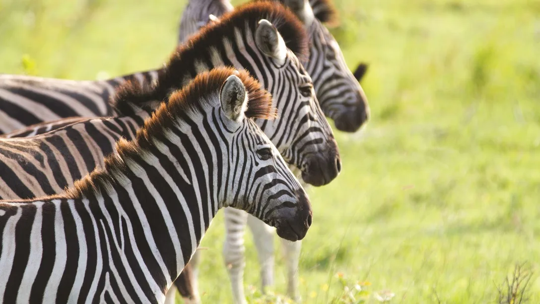 Zebras-Africa