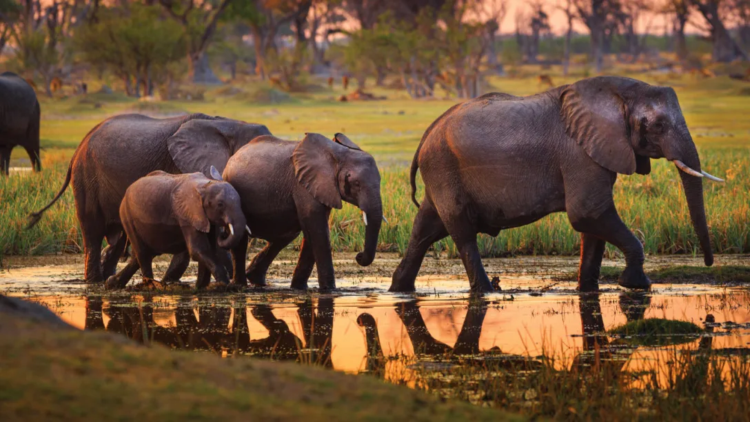 Botswana Safari in Style 7
