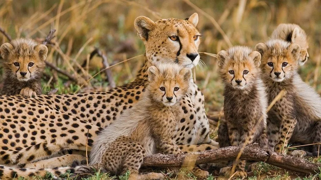 cheetahs Kruger National Park