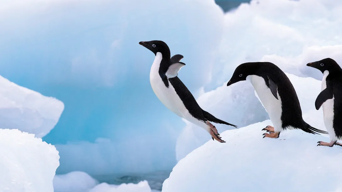 Antarctica-Adelie-penguin-experience