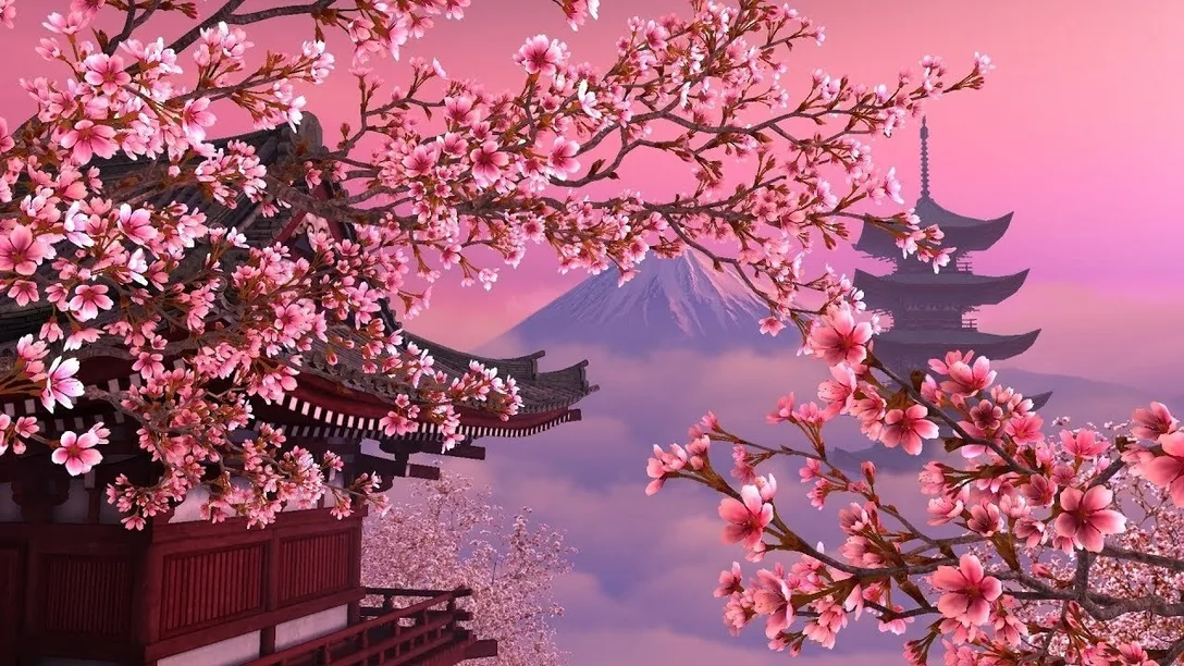 Japan Cherry Blossom - Google